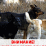Внимание! Отлов животных без владельцев!. - Город Фокино